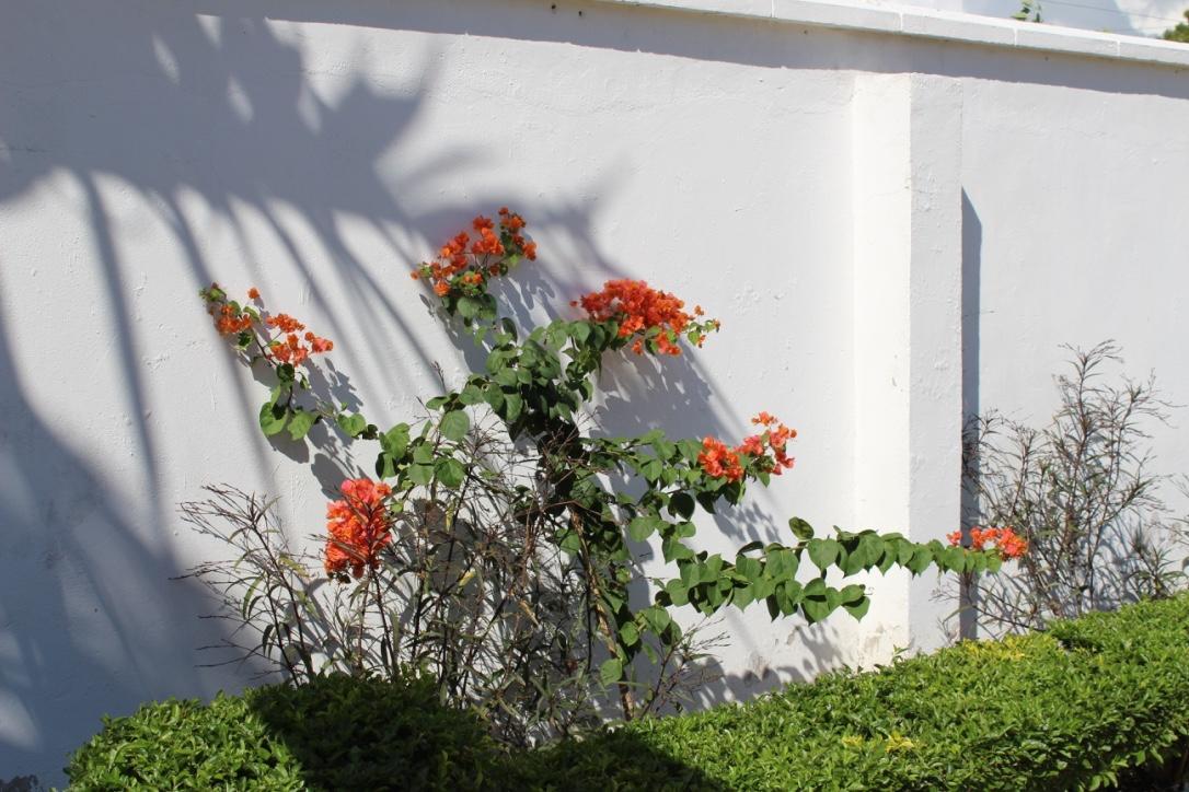 Idc Guest House Bagamoyo Exteriör bild